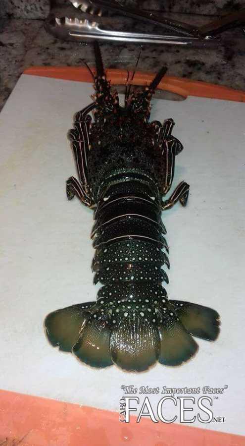 ©www.cabofaces.net Photography